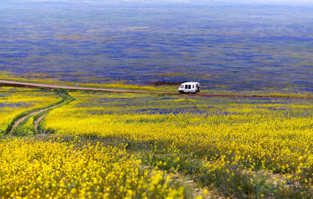 Весеннее буйство цвета