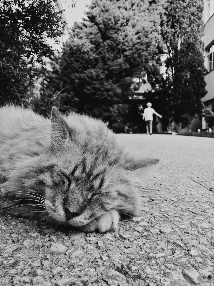 Keep calm and be a cat in Sochi