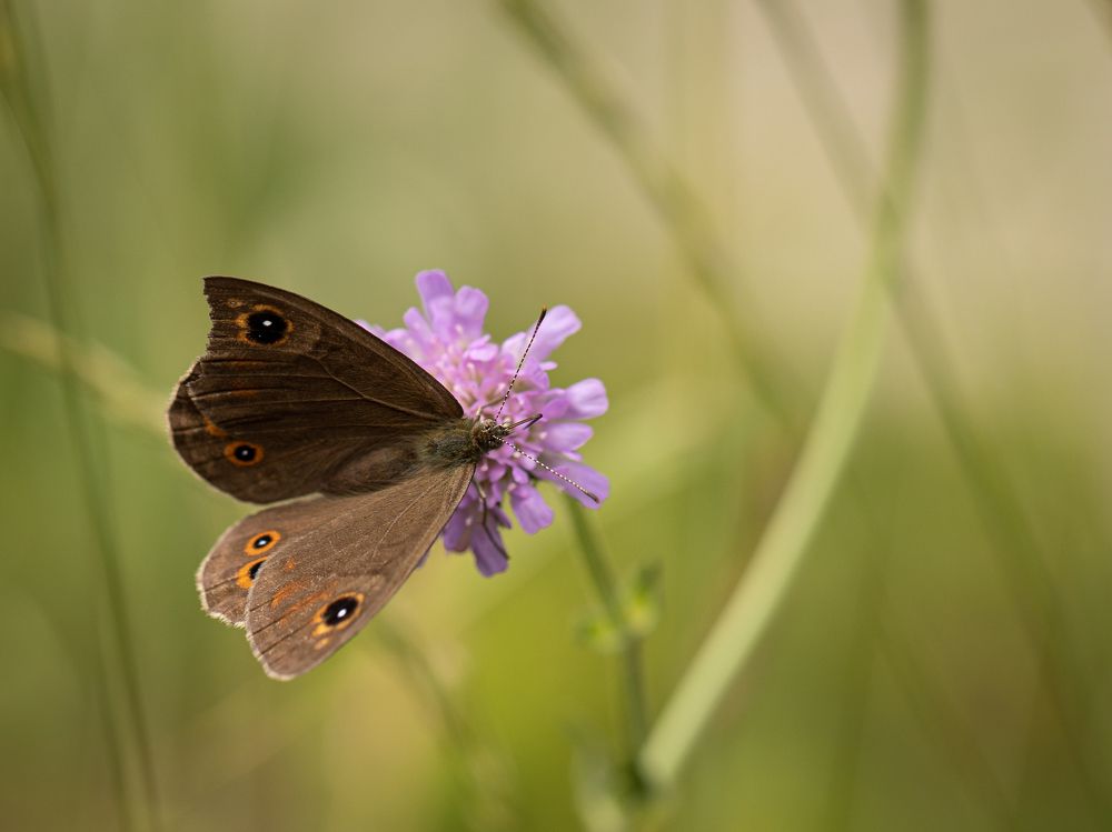 Photograph by Анастасия Бравичева