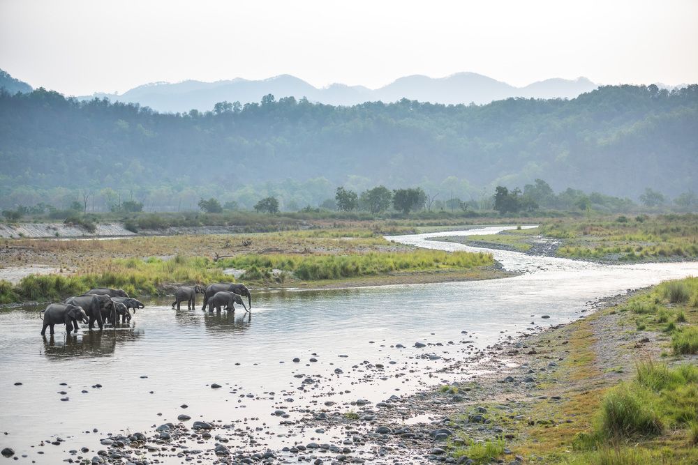 Elephants river crossing