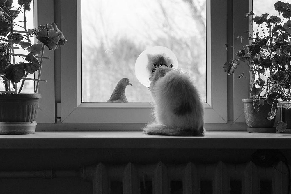 Окно двух миров