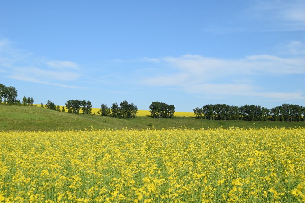 Краски летнего дня