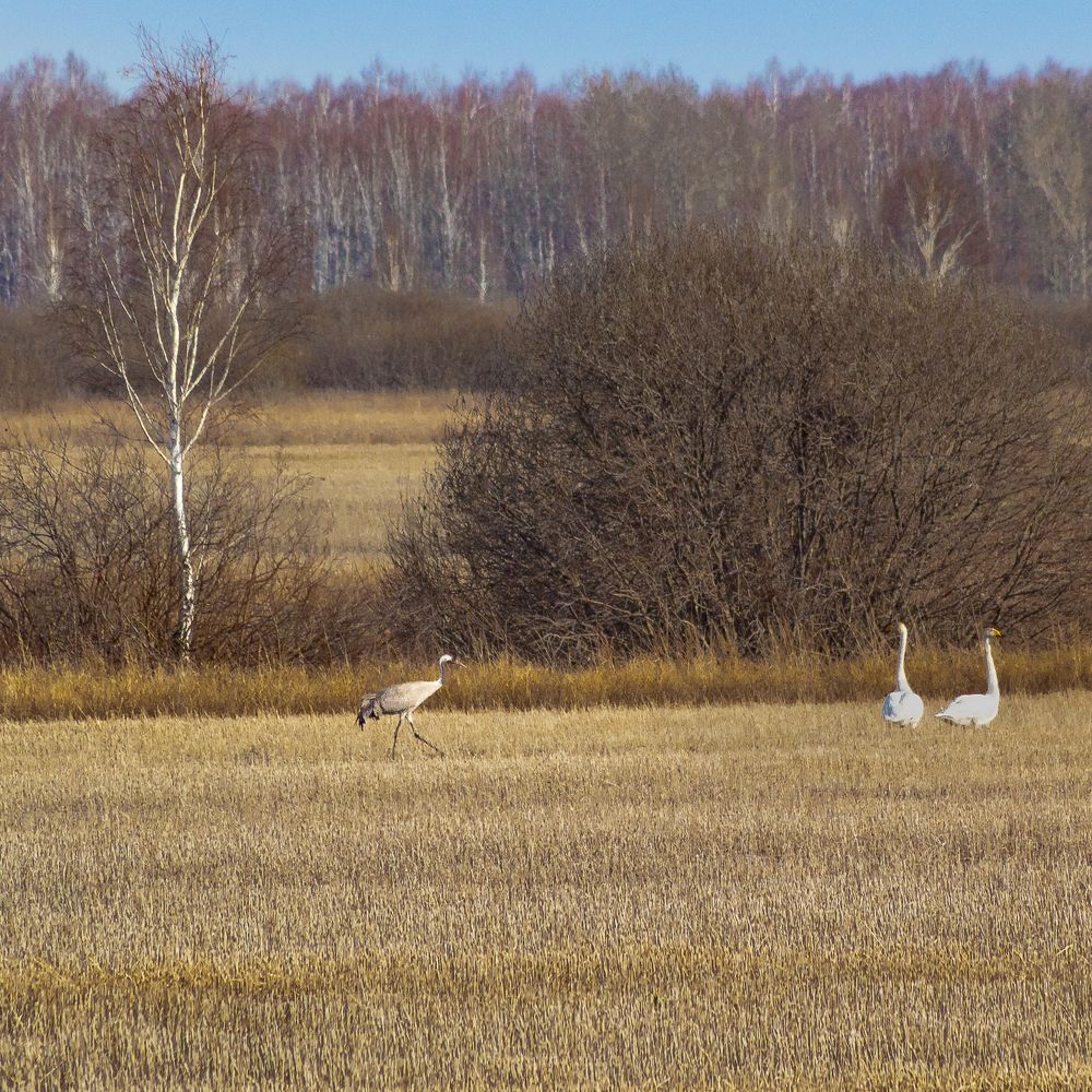 Серый журавль и лебеди кликуны.