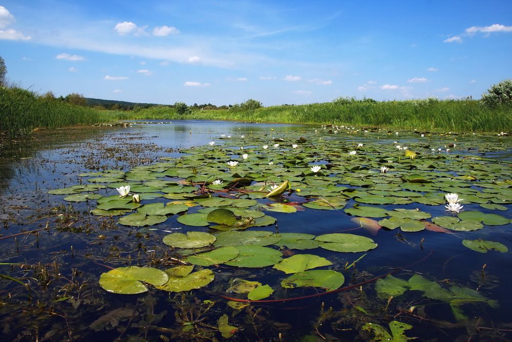 Photograph by Владимир Тертышник
