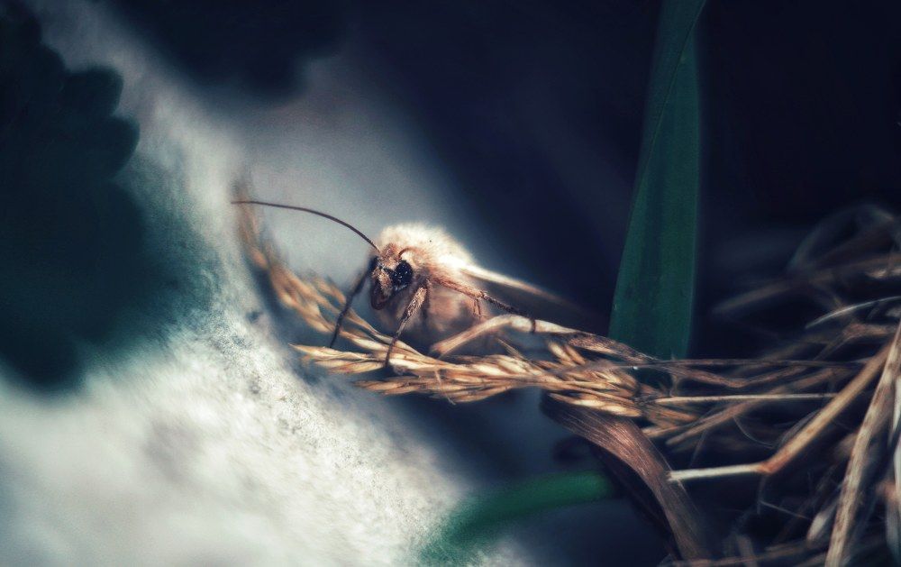 Пробуждение ночного странника