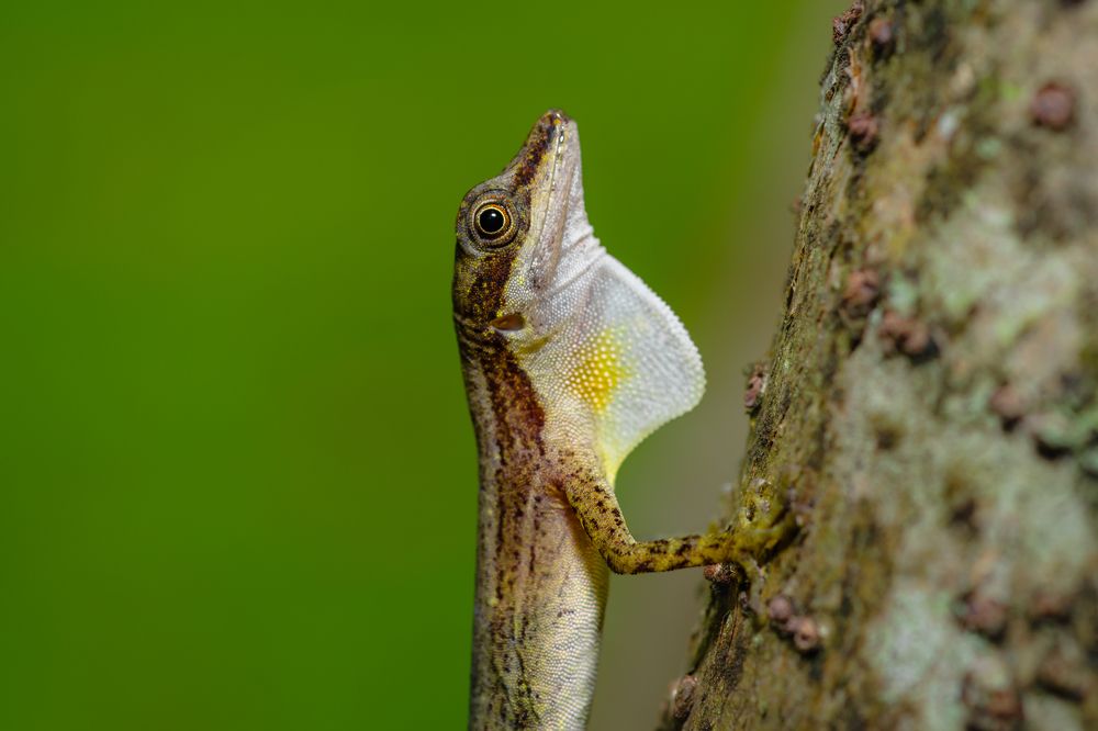 slender Anole defending it's territory