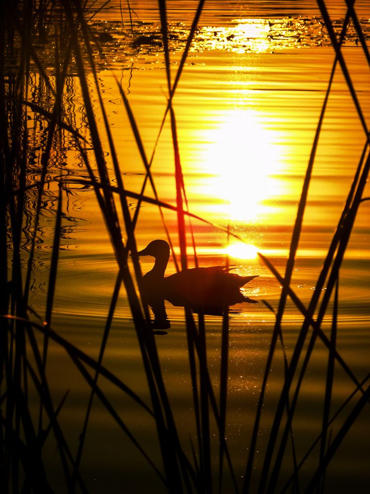 Photograph by Андрей Семенченко