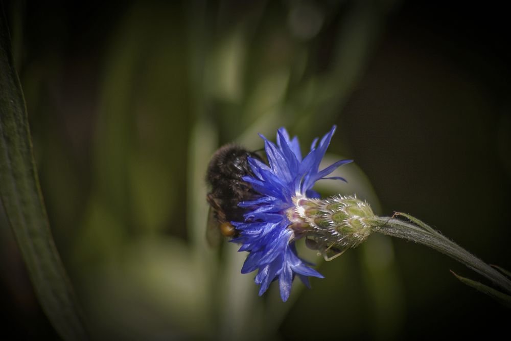 Похититель нектара.