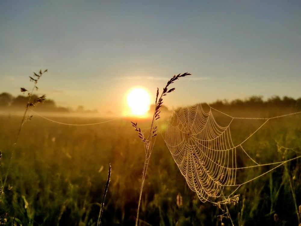 Летнее туманное утро