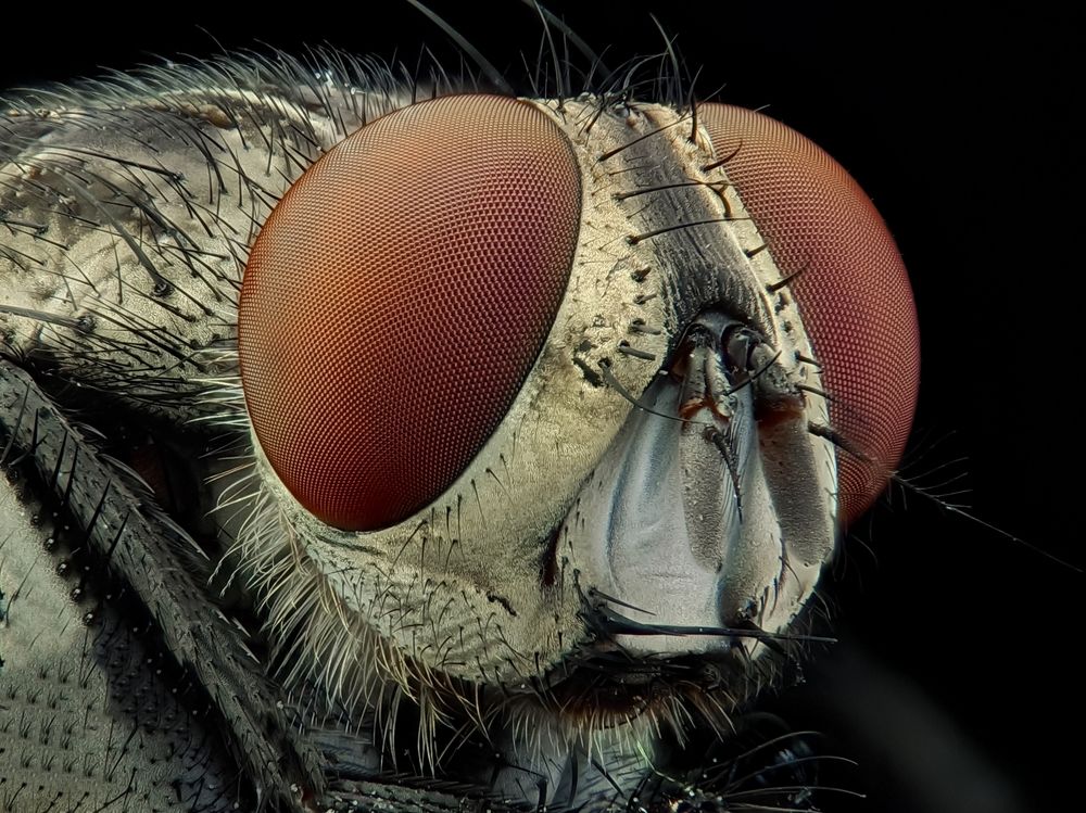 A Fly