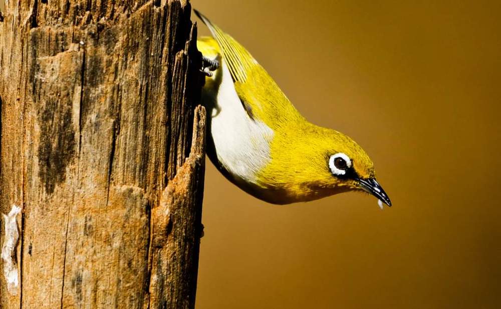 Photograph by Tilak Chakrobarty