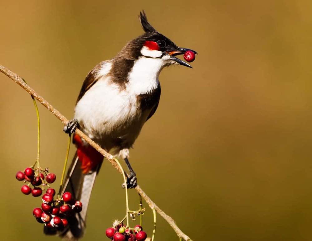 Photograph by Tilak Chakrobarty