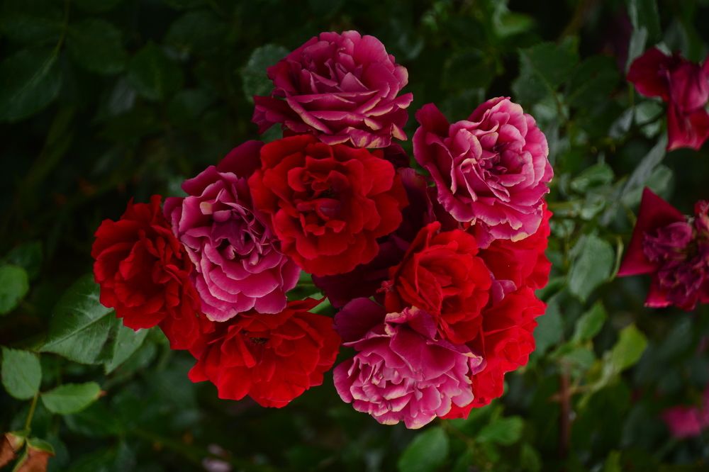 Photograph by Anna Butko