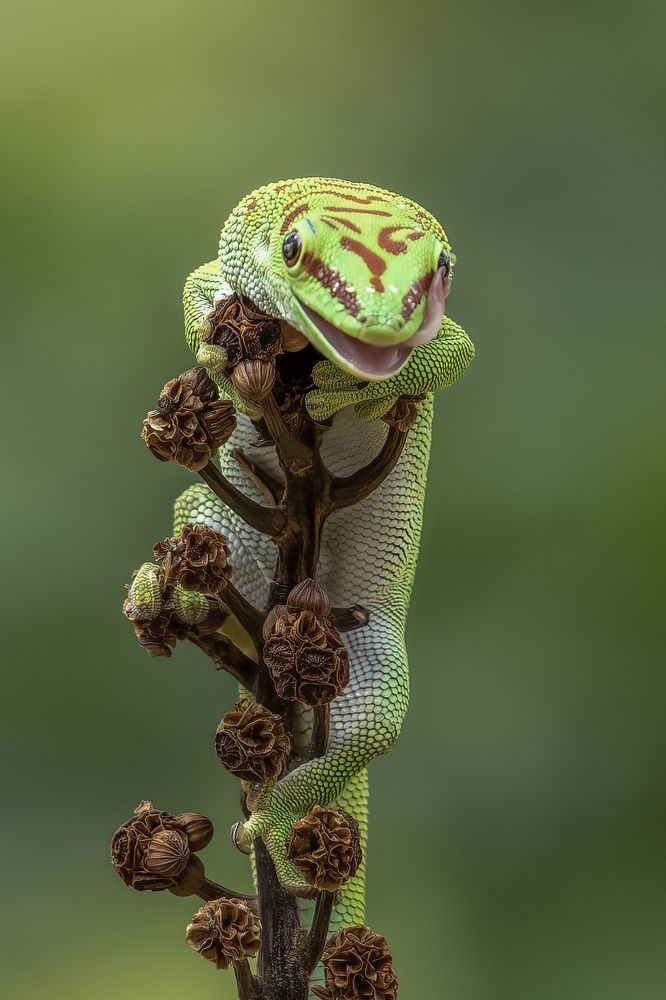 Show and Give your big smile