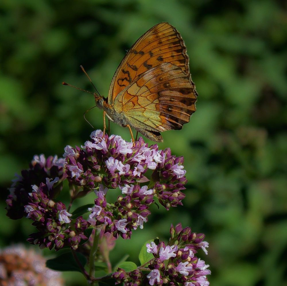 Сладкий нектар душицы