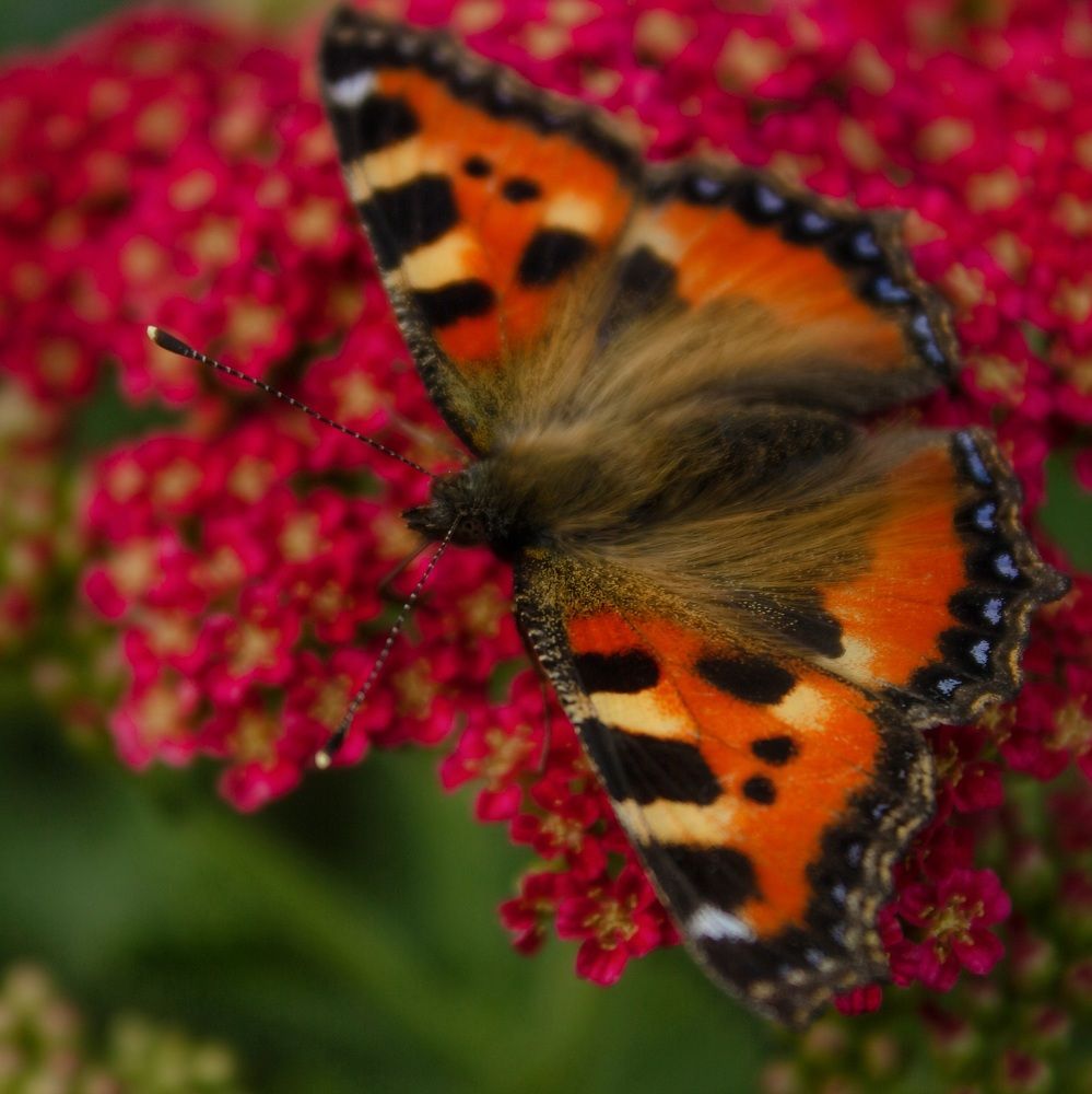 Photograph by Валентина Тагильцева