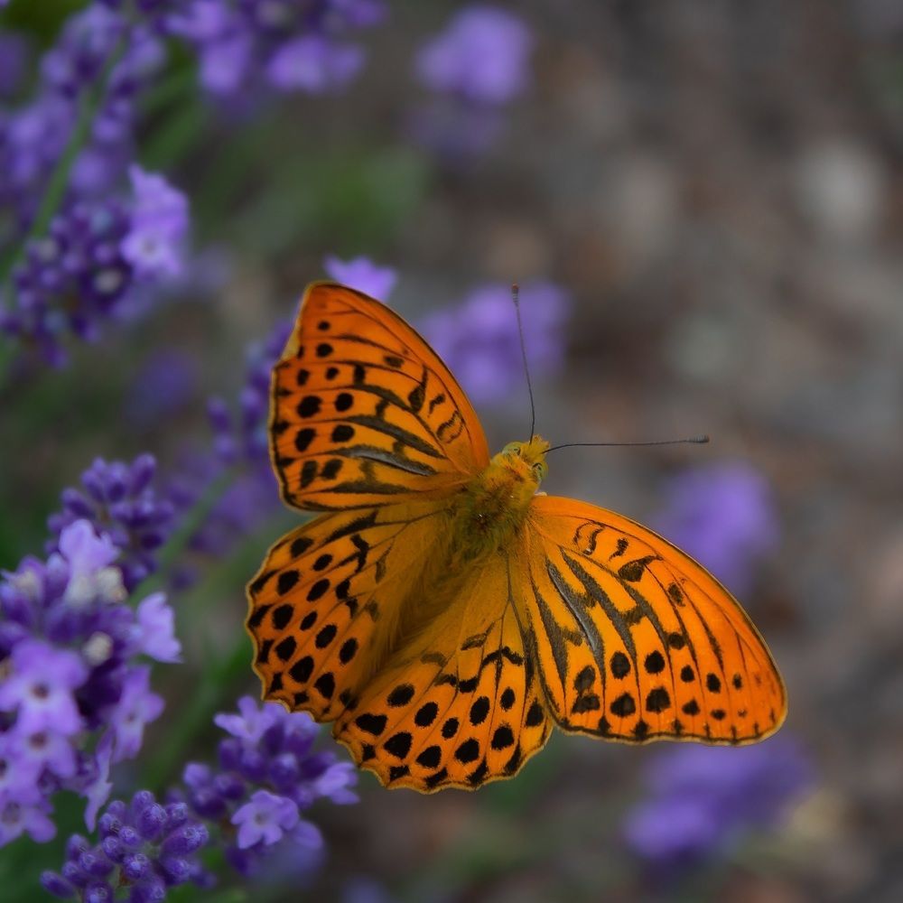 Большая перламутровая на лаванде