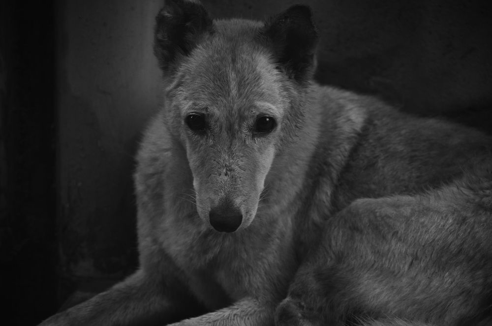 Photograph by Aman Pandey