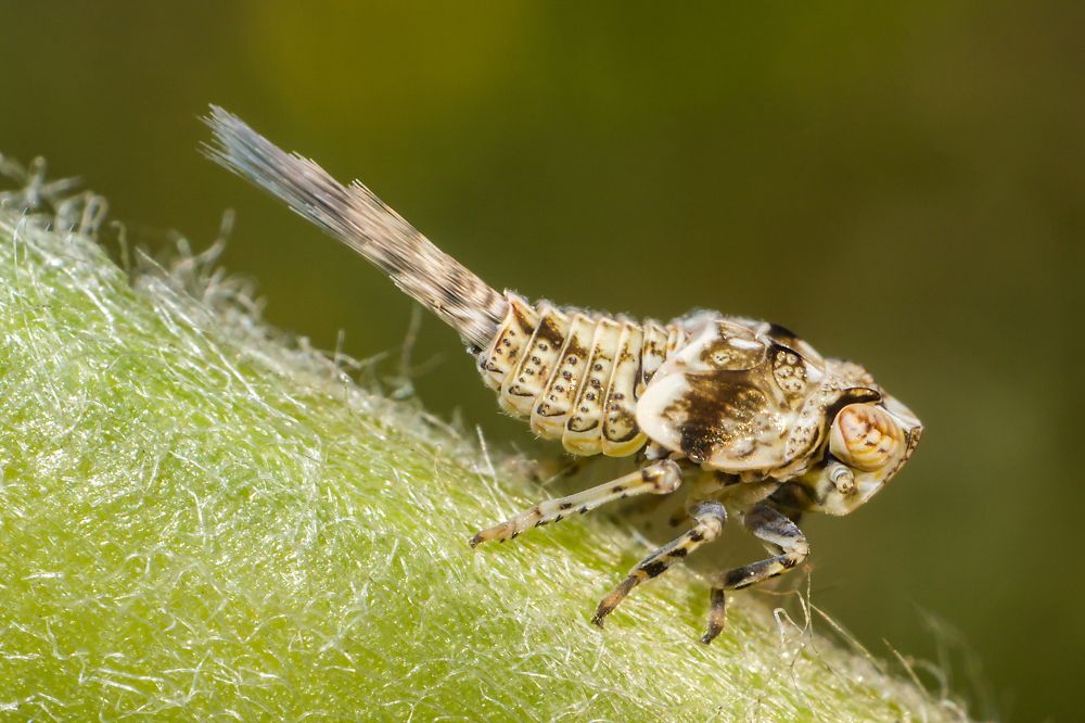 Личинка бабочки цикадки