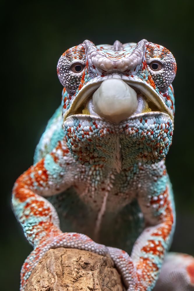 Photograph by Dzulfikri Dzulfikri