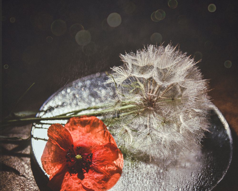 Photograph by Анна Мария Дали