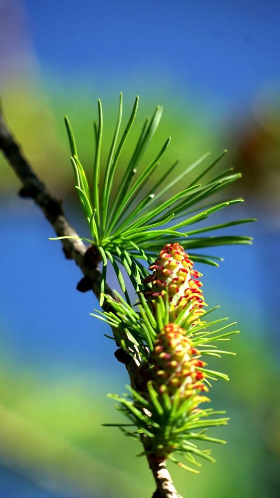The larch blooms in Oranienbaum park