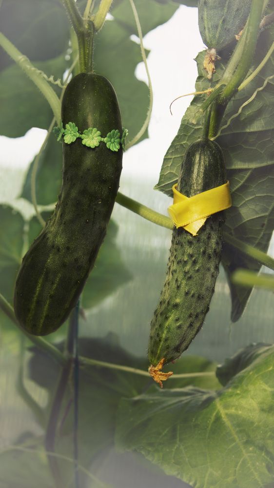 "Женщина, я не танцую"