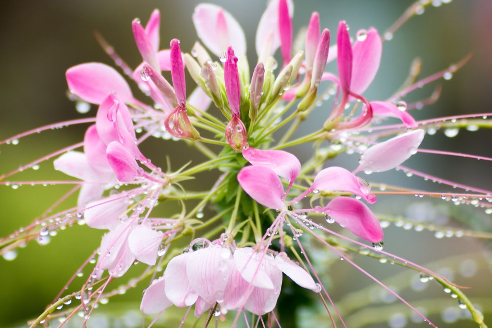 Фотография автора Elshafei Salih