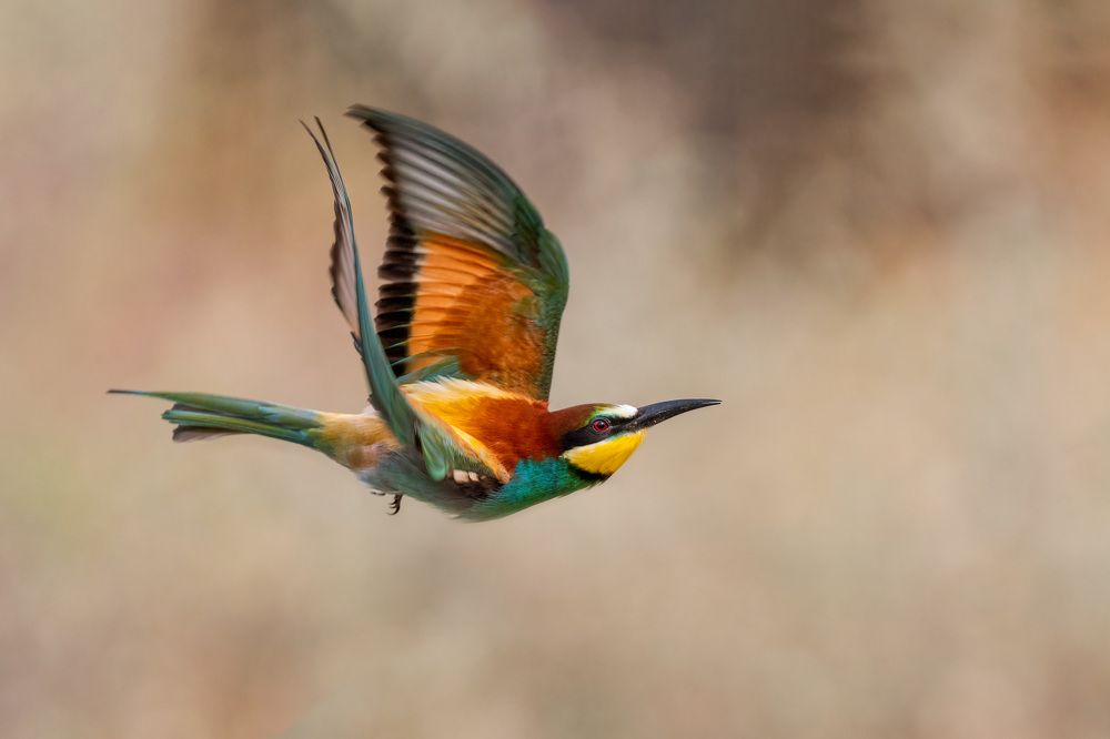 Photograph by Arie Burla