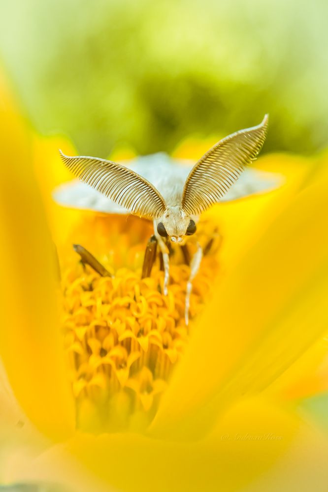 Утренний мотылёк