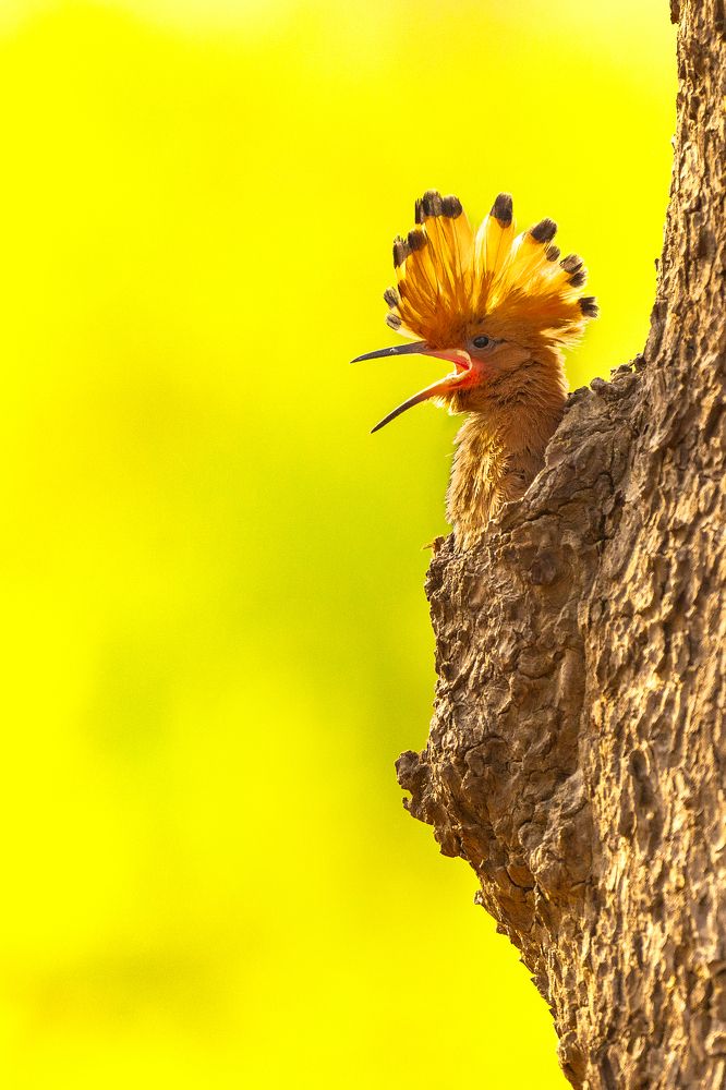 Photograph by Phyo Moe