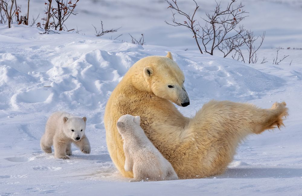 Фотография автора Xiaoying Shi