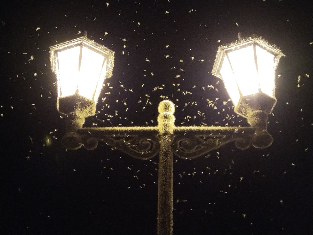 Photograph by Светлана Мозговая