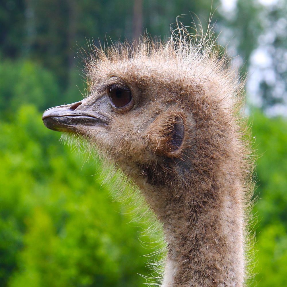 Страус - 1