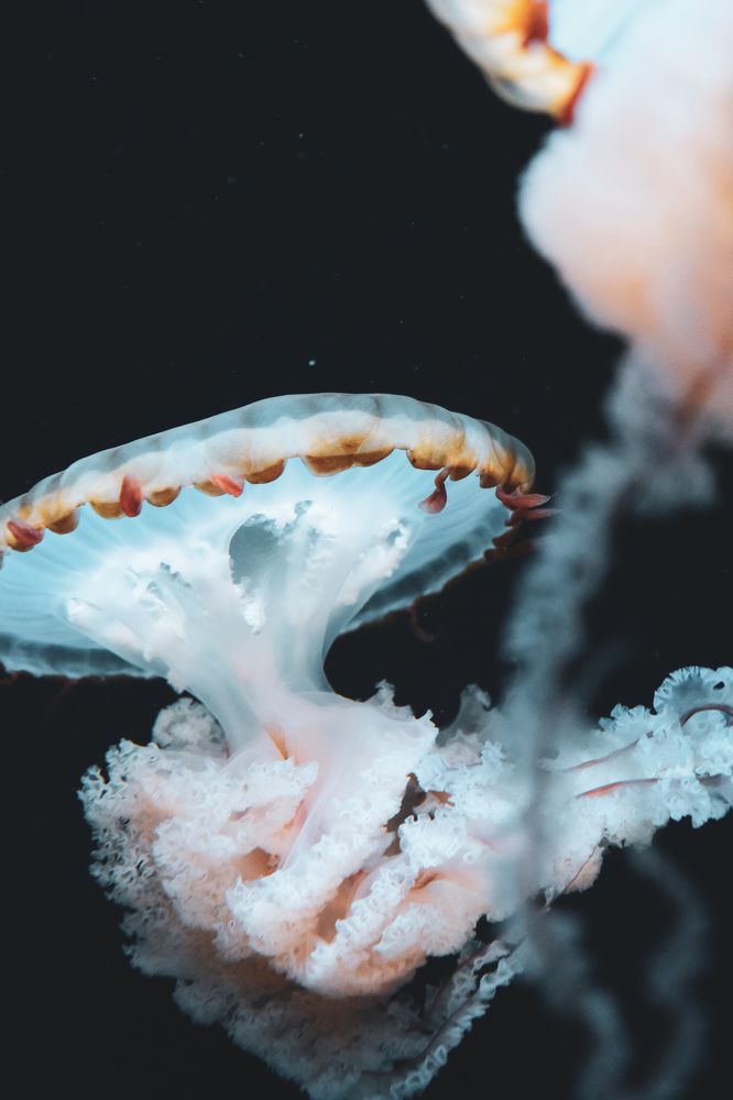 Photograph by Ли Летунова