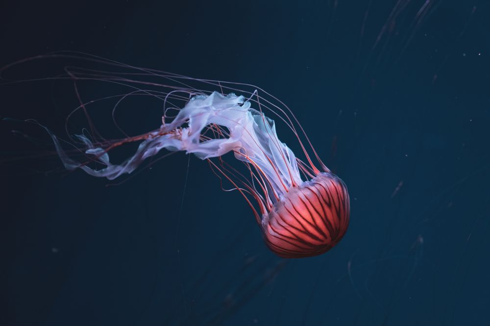 Photograph by Ли Летунова