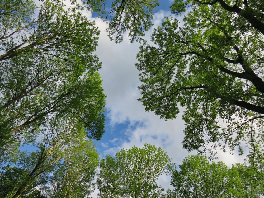 Green tree branches against the sky