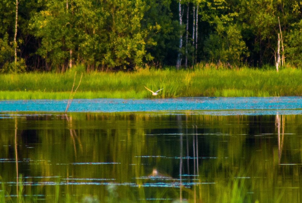 Полет над водой