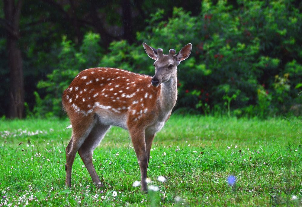 Фотография автора Антип