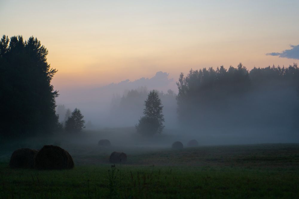 Туман в Валдайском лесу