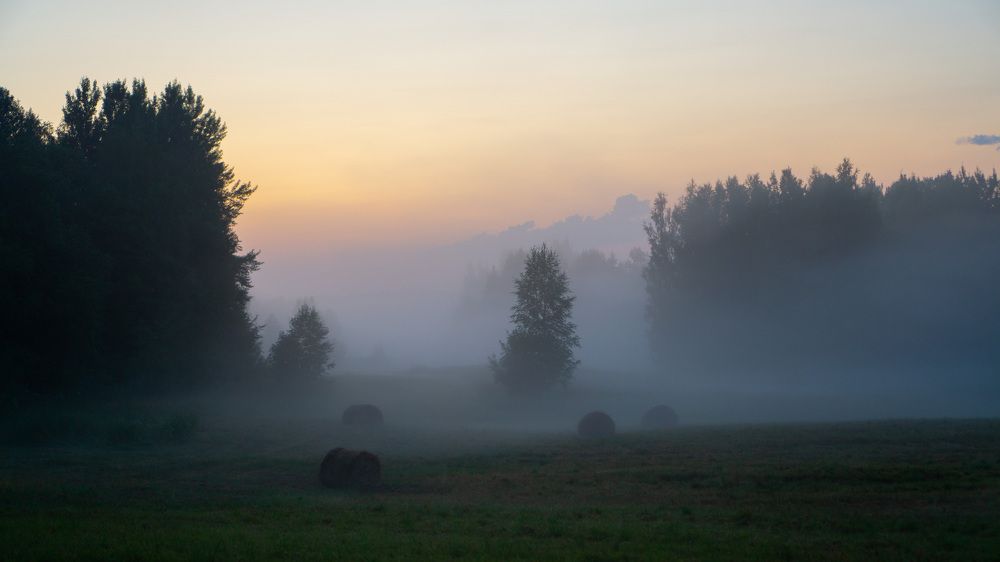 Туман в Валдайском лесу