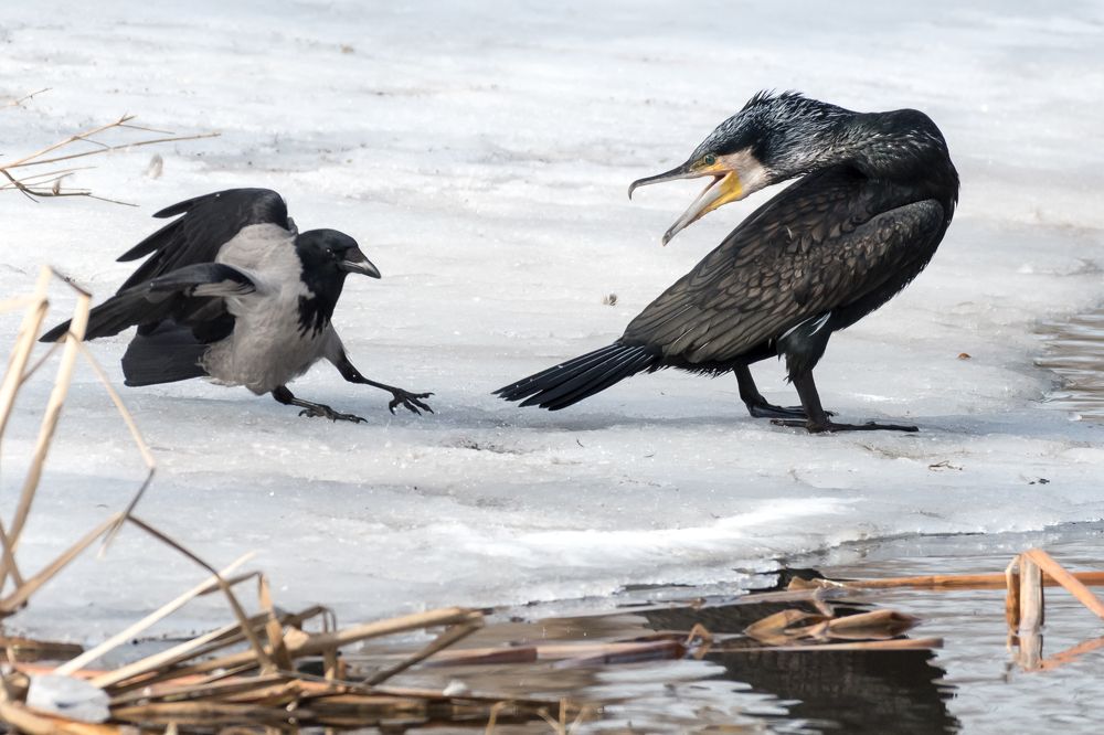 Photograph by Kur Wojciech