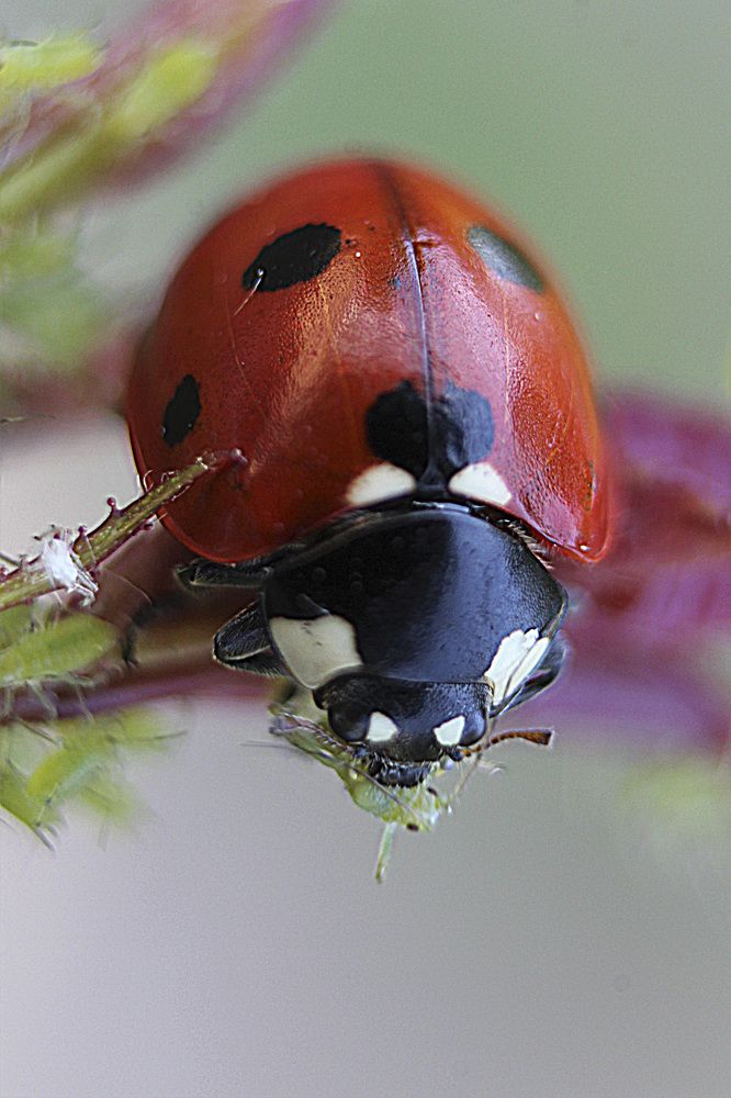 Photograph by Татьяна Фоевцева