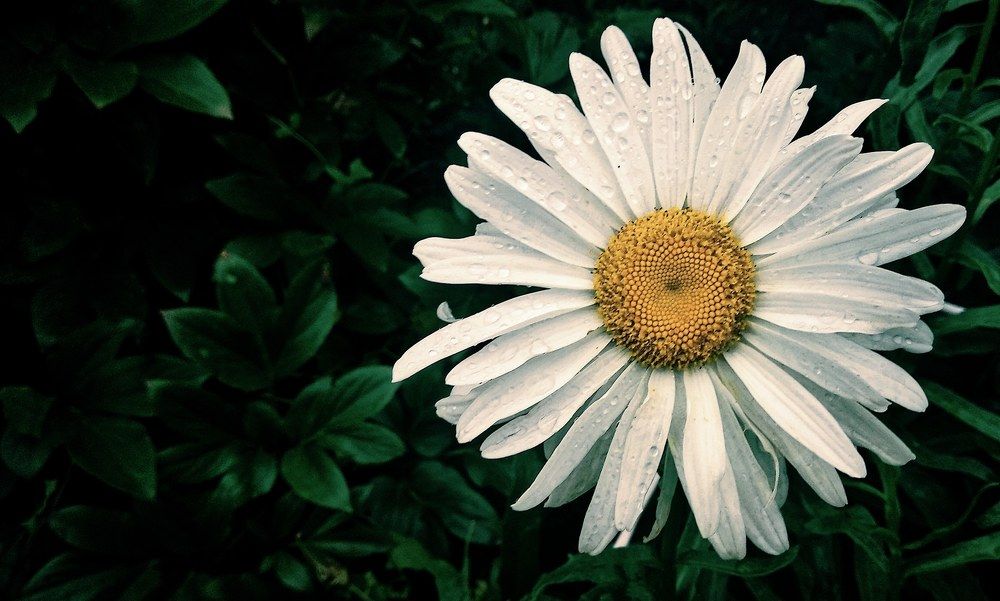 Photograph by Светлана Васина