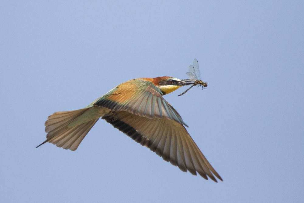 Ловец стрекоз