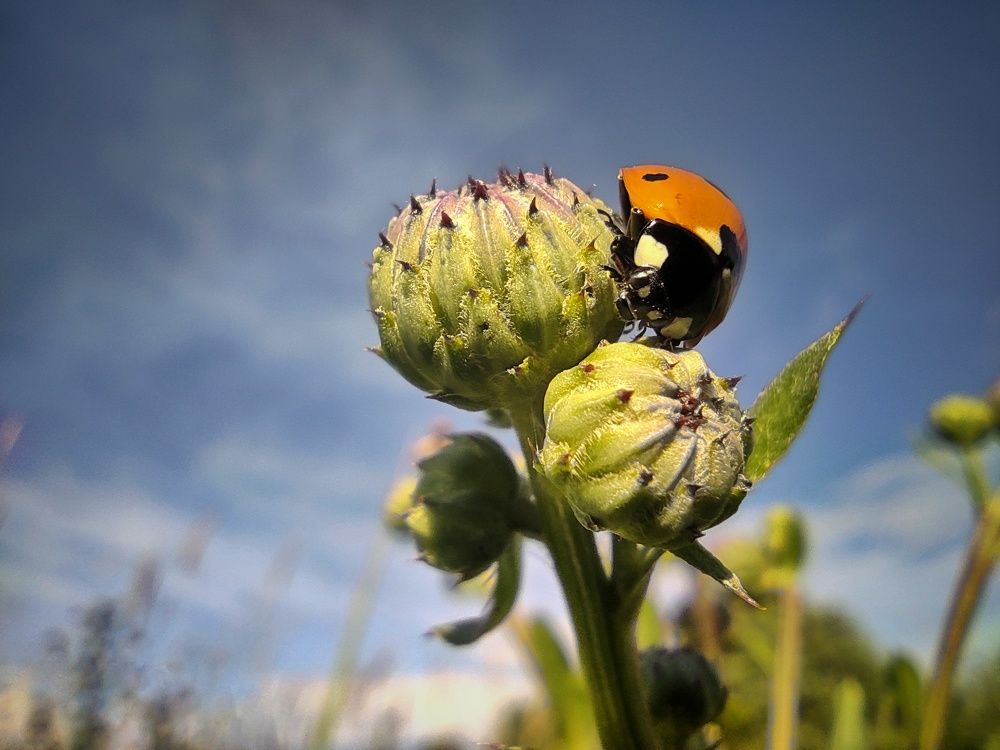 Божья коровка