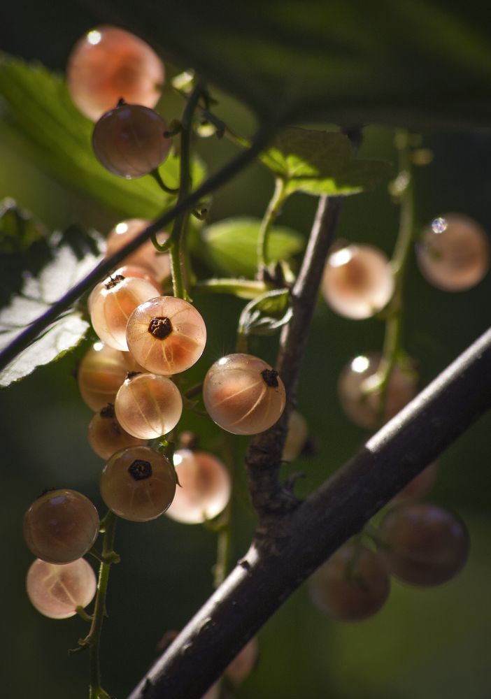 Ягодное макро.