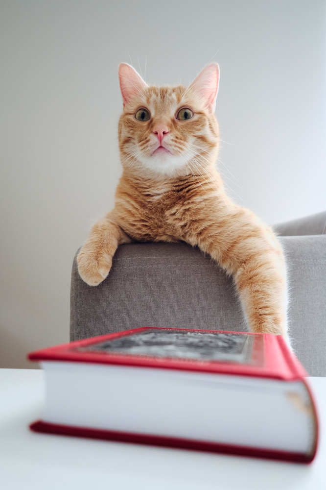 Кот решил почитать Данте