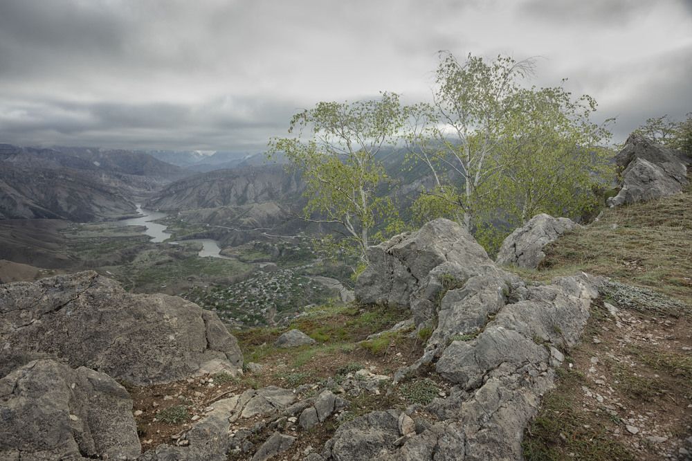 Горные березки.