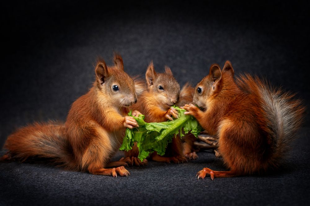 Вас предали, продали и просрали! Все вопросы - в бункер!